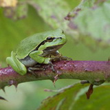 Tree frogs